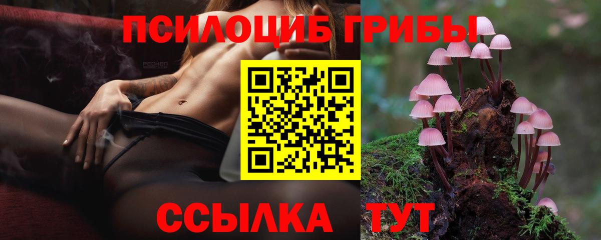Тара  Псилоцибиновые грибы мицелий  Вход с VPN  где продают наркотики  Псилоцибиновые грибы Cubensis 